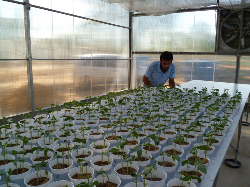 Experimento com mudas de Feijão Caupi. Foto: Arquivo