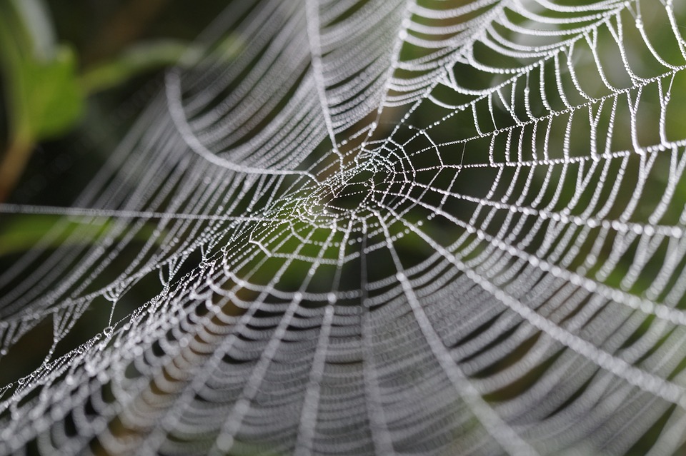 cobweb-449911_960_720